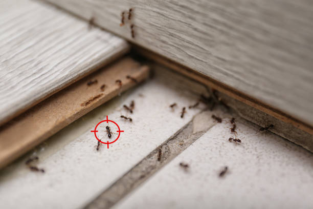 Best Termite Control Services  in Meiners Oaks, CA