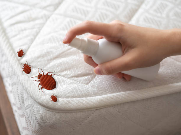 Best Local Pest Control Services  in Meiners Oaks, CA